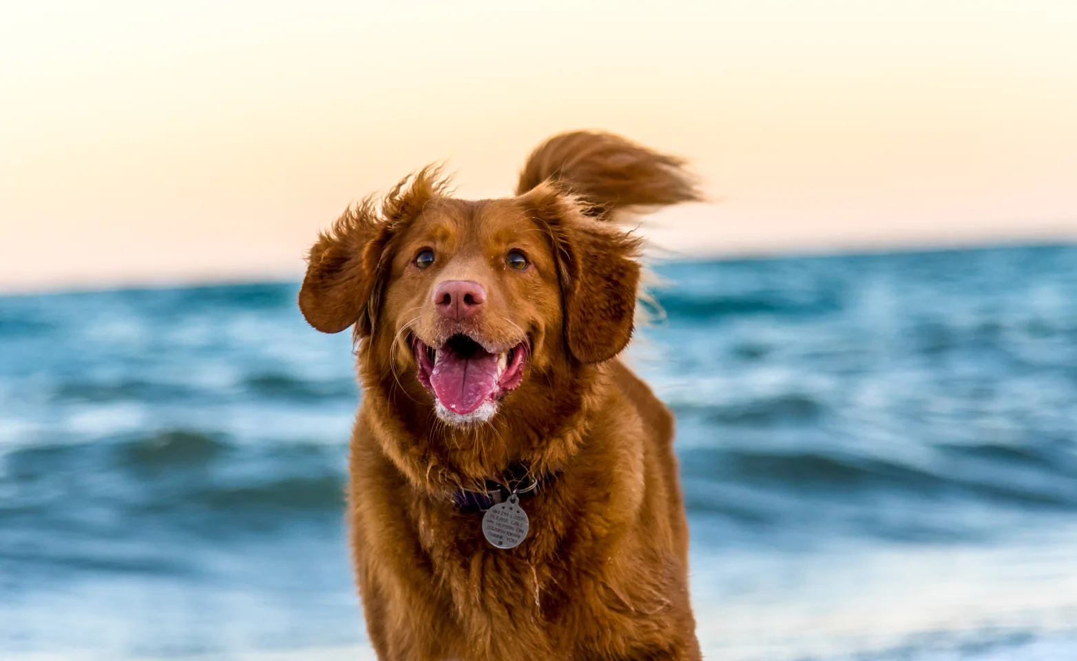 Happy dog running through water at the beach